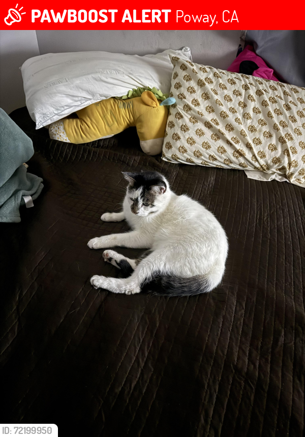 Lost Male Cat last seen Community Rd and Poway Rd, Poway, CA 92064