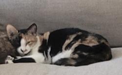 Lost Female Cat last seen Kratz Rd, Shrewsbury, PA 17361