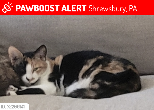 Lost Female Cat last seen Kratz Rd, Shrewsbury, PA 17361