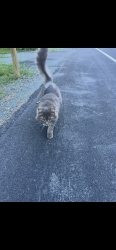 Lost Male Cat last seen Route 6 , Hawley, PA 18428
