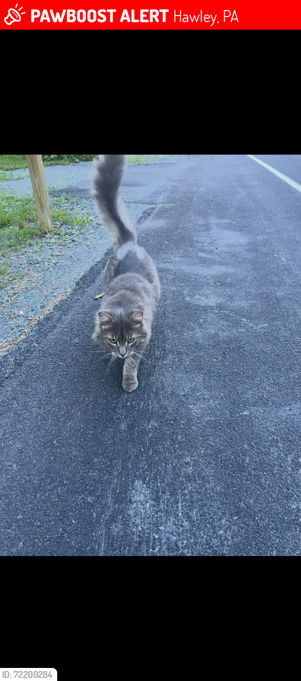 Lost Male Cat last seen Route 6 , Hawley, PA 18428