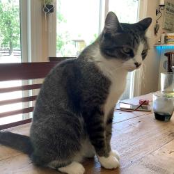 Lost Female Cat last seen welsh avenue / san mario court area college station, TX, College Station, TX 77845