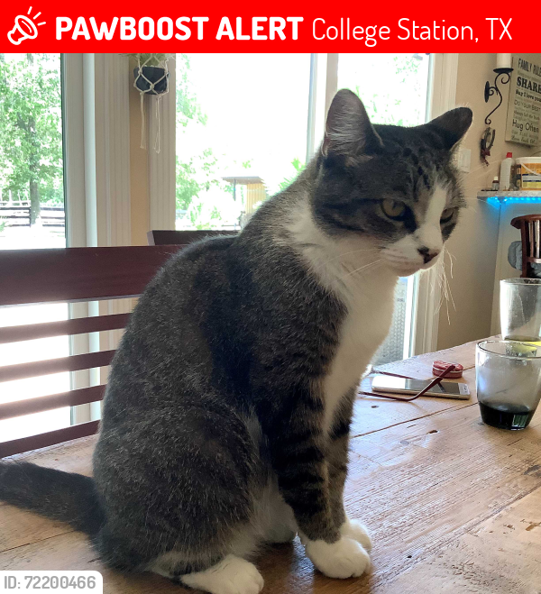 Lost Female Cat last seen welsh avenue / san mario court area college station, TX, College Station, TX 77845
