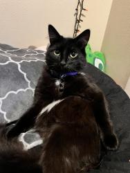 Lost Male Cat last seen First lighht can entet the safeyxcv, Wilsonville, OR 97070