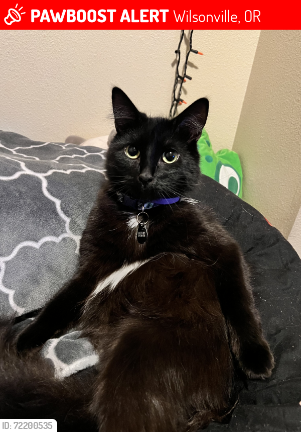 Lost Male Cat last seen First lighht can entet the safeyxcv, Wilsonville, OR 97070