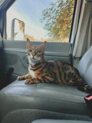 Lost Male Cat last seen Independencia Woodland Hills , Los Angeles, CA 91364