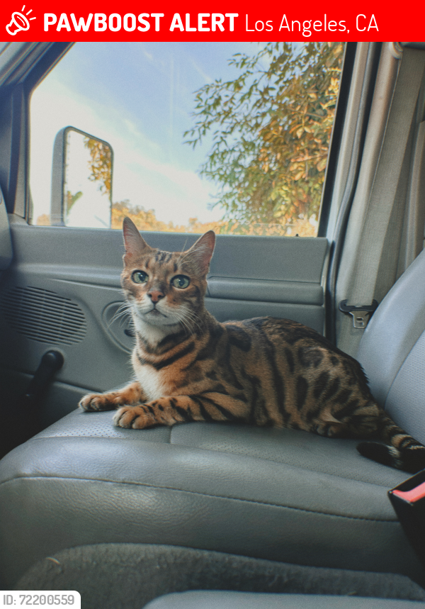 Lost Male Cat last seen Independencia Woodland Hills , Los Angeles, CA 91364