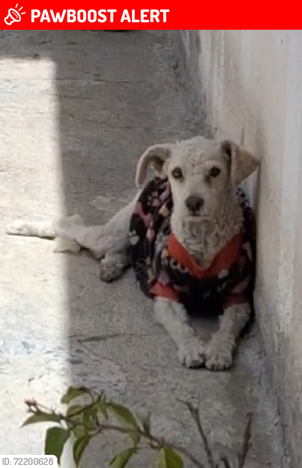Lost Female Dog last seen Santiago de Querétaro, villas de Santiago, Santiago de Querétaro, Qro. 76148
