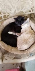 Lost Male Cat last seen R ST bet 4th n 5th in Merced CA 95341, Merced, CA 95341