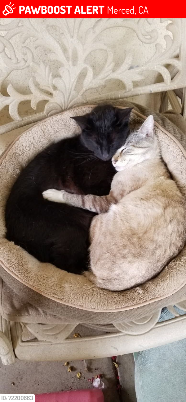 Lost Male Cat last seen R ST bet 4th n 5th in Merced CA 95341, Merced, CA 95341