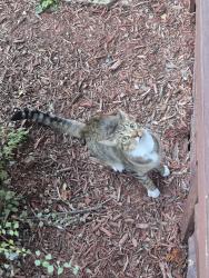 Lost Male Cat last seen West 98th and Madison , Cleveland, OH 44102