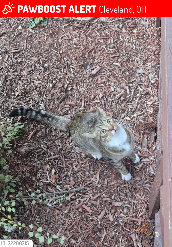 Lost Male Cat last seen West 98th and Madison , Cleveland, OH 44102