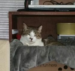 Lost Female Cat last seen Eden Tap and Mansfield Cardinal, Kennedale, TX 76060