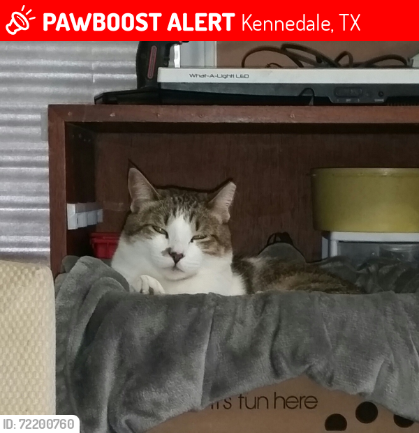 Lost Female Cat last seen Eden Tap and Mansfield Cardinal, Kennedale, TX 76060