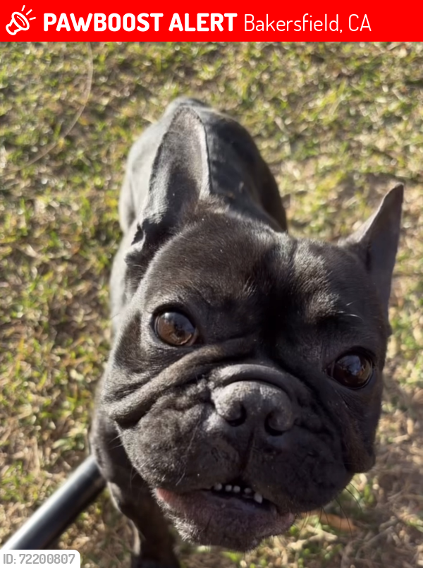 Lost Male Dog last seen Wible and Panama close , Bakersfield, CA 93313