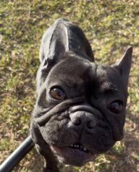 Lost Male Dog last seen Wible and Panama close , Bakersfield, CA 93313