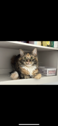 Lost Female Cat last seen Apollo rd and Shiloh rd, Garland, TX 75044