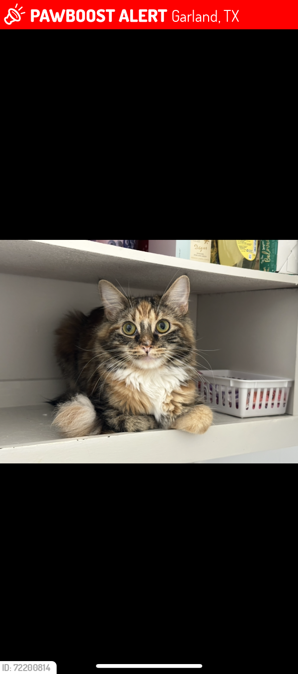 Lost Female Cat last seen Apollo rd and Shiloh rd, Garland, TX 75044