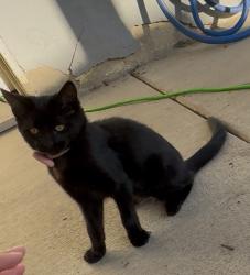 Reunited Female Cat last seen main street and lemon grove avenue, Lemon Grove, CA 91945