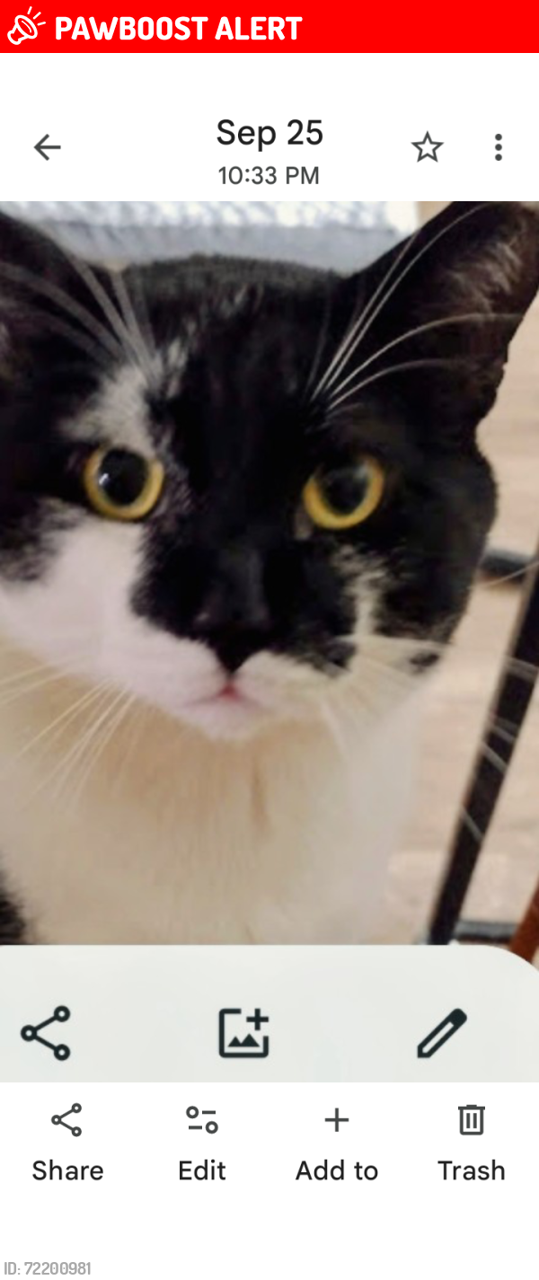 Lost Male Cat last seen Lost between Lakeland florida and N Ft Myers Florida fl, North Fort Myers, FL 33903