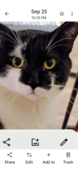 Lost Male Cat last seen Lost between Lakeland florida and N Ft Myers Florida fl, North Fort Myers, FL 33903