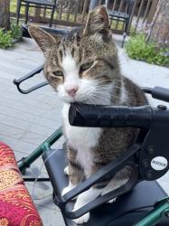 Lost Male Cat last seen Cienna and and gatehouse , Houston, TX 77040