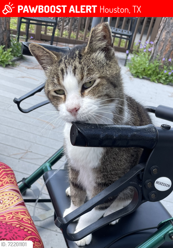 Lost Male Cat last seen Cienna and and gatehouse , Houston, TX 77040
