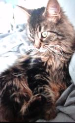 Lost Female Cat last seen Old Henry, St. Clair, Evergreen, Middletown, KY 40243