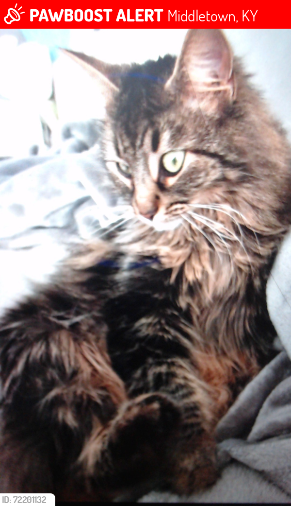 Lost Female Cat last seen Old Henry, St. Clair, Evergreen, Middletown, KY 40243