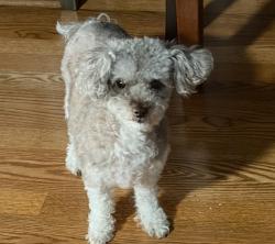 Lost Female Dog last seen Jamaica Ave and etna street , Brooklyn, NY 11208