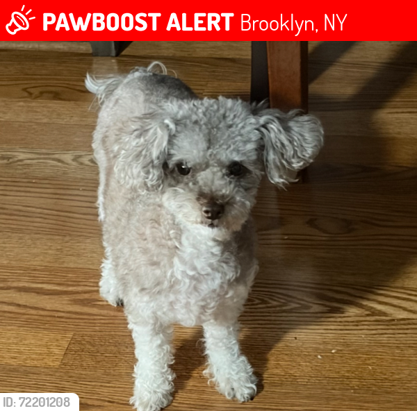 Lost Female Dog last seen Jamaica Ave and etna street , Brooklyn, NY 11208