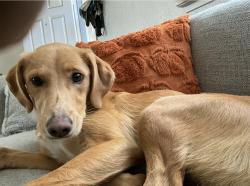 Lost Female Dog last seen Mitc by the c, Atwater, CA 95301