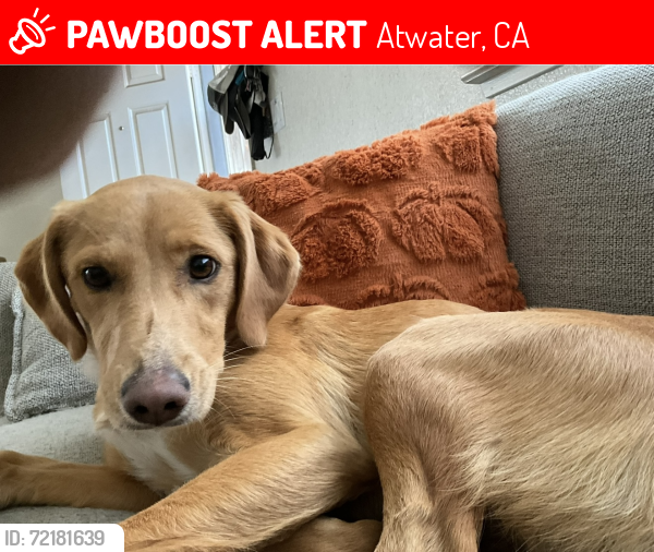 Lost Female Dog last seen Mitc by the c, Atwater, CA 95301