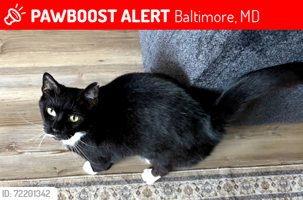 Lost Female Cat last seen Near Ridgewood Avenue,  Reisterstown Road,  Towanda Avenue , Baltimore, MD 21215