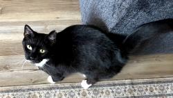 Lost Female Cat last seen Near Ridgewood Avenue,  Reisterstown Road,  Towanda Avenue , Baltimore, MD 21215