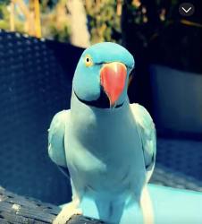 Lost Male Bird last seen 64th and 176th - near Save-on, Surrey, BC 