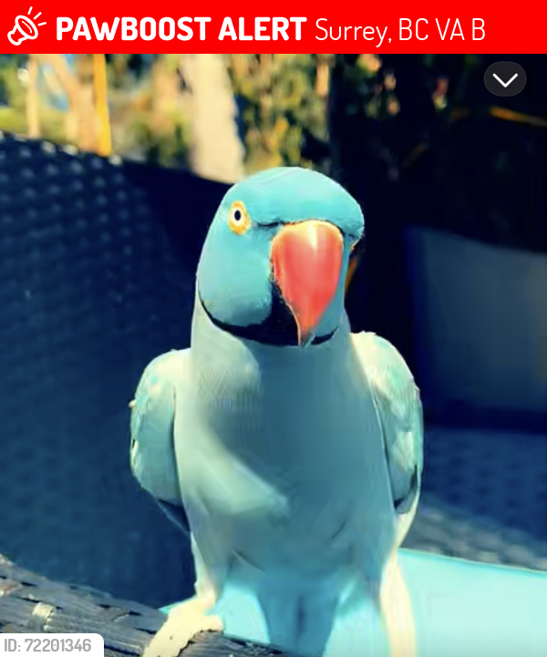 Lost Male Bird last seen 64th and 176th - near Save-on, Surrey, BC 