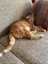 Lost Male Cat last seen Winchester NW and Stillbrook NW, Albuquerque, NM 87120