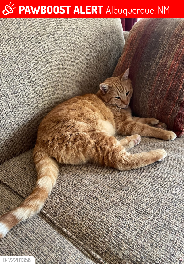 Lost Male Cat last seen Winchester NW and Stillbrook NW, Albuquerque, NM 87120