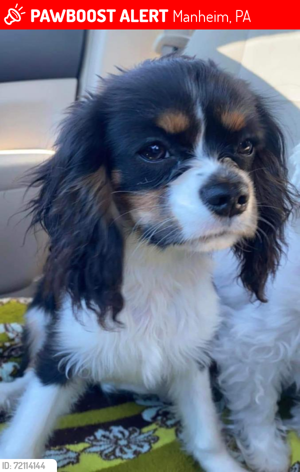 Lost Female Dog last seen Meadow View Rd , Manheim, PA 17545