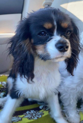 Lost Female Dog last seen Meadow View Rd , Manheim, PA 17545