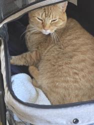 Lost Male Cat last seen Bee Tree Area, Swannanoa, NC 28778