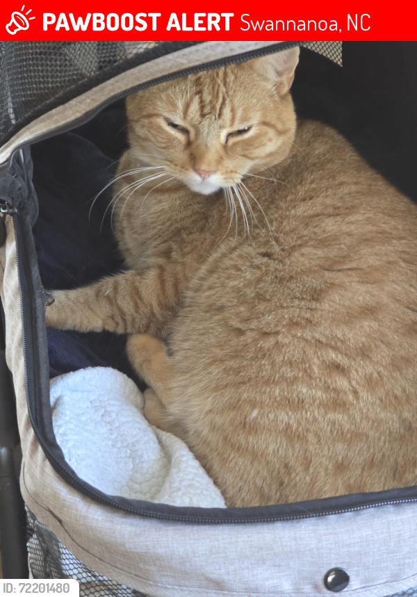 Lost Male Cat last seen Bee Tree Area, Swannanoa, NC 28778