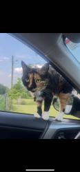 Lost Female Cat last seen Hoosier national Fire tower, and highway 446, Norman, IN 47264