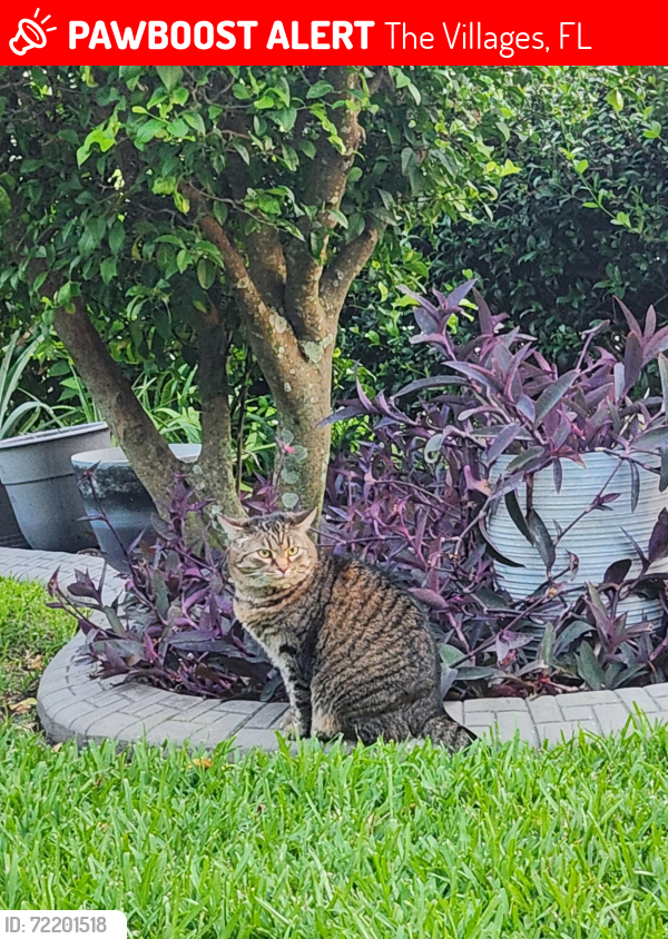 Lost Female Cat last seen Near Palo Alto Ave, The Villages, FL 32159