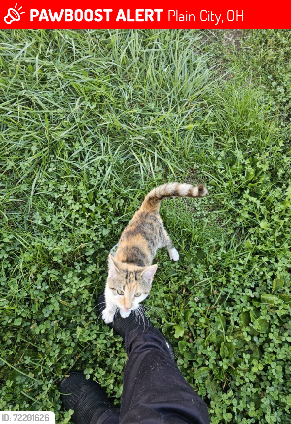 Lost Female Cat last seen Smith-Calhoun Road, Plain City, OH 43064