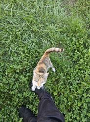 Lost Female Cat last seen Smith-Calhoun Road, Plain City, OH 43064