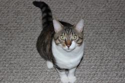 Lost Male Cat last seen mariner High school, Cape Coral, FL 33993