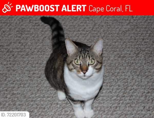 Lost Male Cat last seen mariner High school, Cape Coral, FL 33993