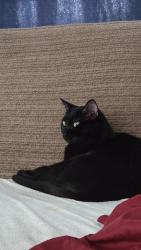 Lost Male Cat last seen Near South I Ave Nevada, IA Apt 2 , Nevada, IA 50201